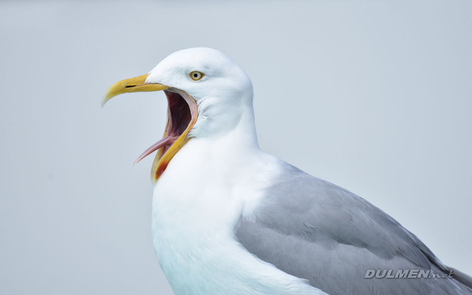 Herring Gull (Larus argentatus)